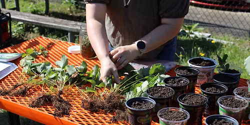 Gardening 101