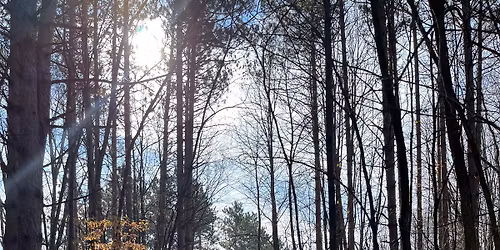 Yoga Walks on Thursdays