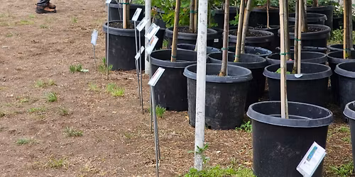 Arboretum Plant Sale