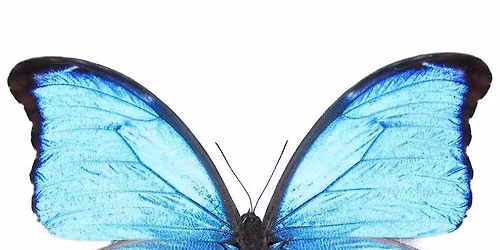 Butterfly Pinning: Blue Morpho