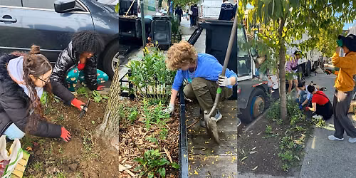 Street Tree Care in Park Slope