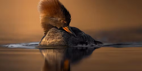 Friends Photo Exhibit: A Celebration of the Forest Preserves in Cook County