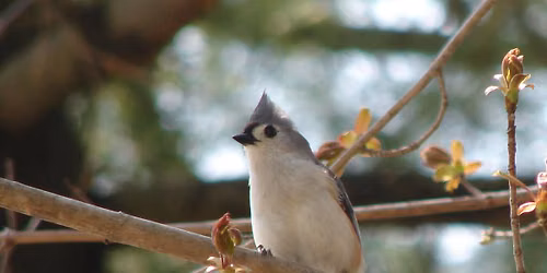 Birdwatching for Beginners