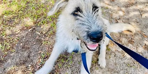 Farmers Market and Pet Adoptions! Kittens! Cats! Puppies! Dogs!