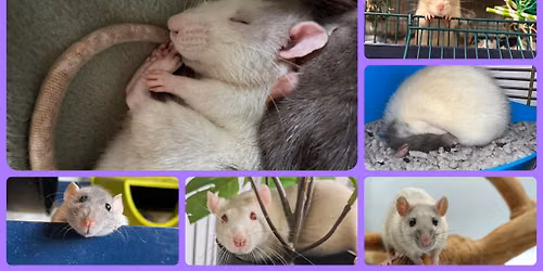 North of England Rat Society 1* Show Preston