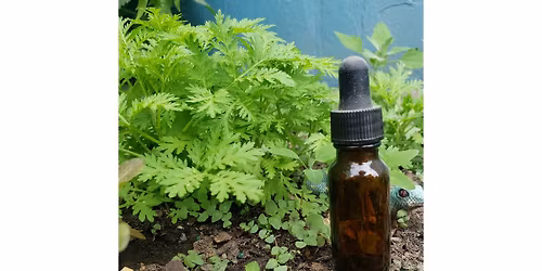 Tincture Making: Folk & Ratio Methods