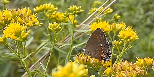 Butterfly Walk