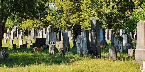 Wiener Zentralfriedhof Wanderf\u00fchrung (ca. 5h) 