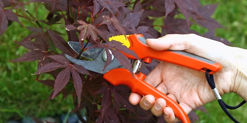 Pop-Up Class: Fall Tree Pruning
