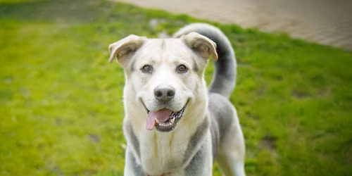 Summer Lecture Series - Canine Behavior 101