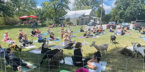 Goat Yoga at Pierpont General Store-  Columbia, MO