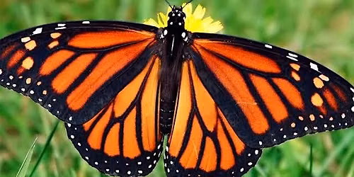 LECTURE: The Magic of Monarchs
