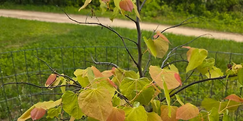 Edible and Medicinal Plant Walk