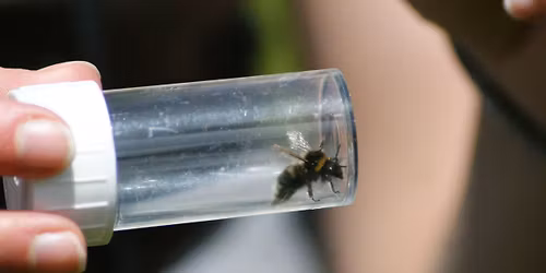 Bumblebees (ERCCIS Workshop)