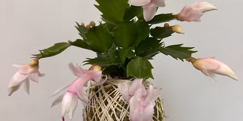 Holiday Kokedama Moss Ball Workshop 