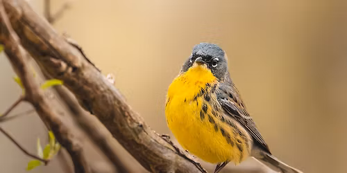 Birding Quarterly Workshops