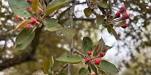 Plants are our relatives & Native plant walk