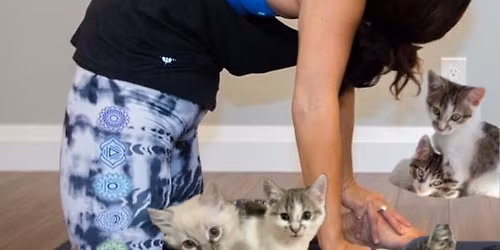 Yoga & Kittens Fundraiser for Regina Cat Rescue