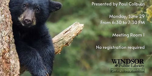 Black Bears in Connecticut