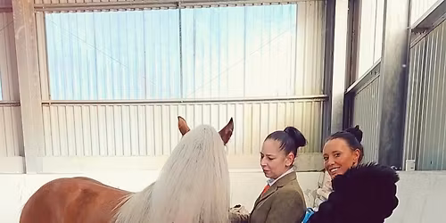 TROPHY SHOW Inhand & Ridden by havana shows MANY MINI CHAMPIONSHIPS & SUPREME