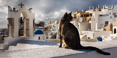 WCF WORLD CAT SHOW 2026 28-29\/11\/2026 Athens 
