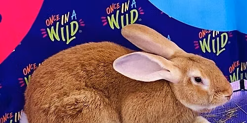 Wild Wednesdays: Up-Close Animal Encounters
