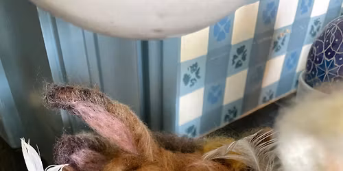 Sleepy Bunny Felting Party