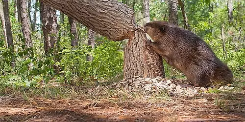 Naturalist Bootcamp: All About Beavers