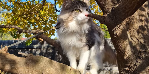 Anjayma Maine Coons @ Melbourne Cat Lovers Festival