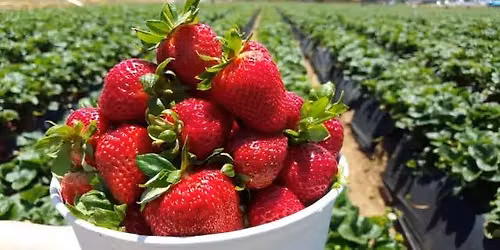 Nuneaton- Strawberry Picking & Drinks At Poplars Farm- Make New Friends Meet Up