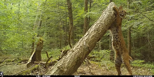 Lunch & Learn: Bobcats in the 'Burbs