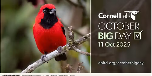 October Big Day - Global Bird Weekend