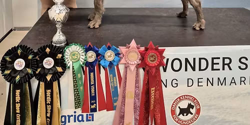 Utstillingstrening i hundehall\ud83d\udc3e