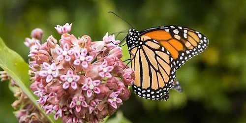 Milkweed & Monarchs with Louie Sandstrum