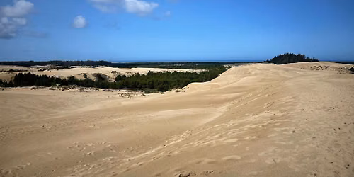 Scotch Broom Removal at John Dellenback Dunes - Saturday, June 27
