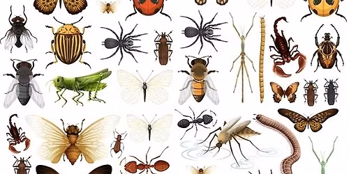 Build-A-Bug Workshop