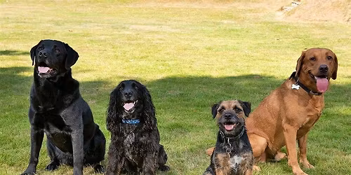 Excited Dog Bootcamp