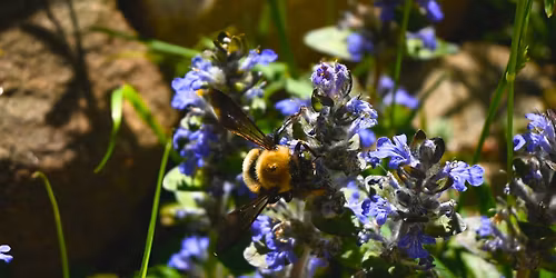 Youth Nature Series: Building a Wild Bee Hotel  