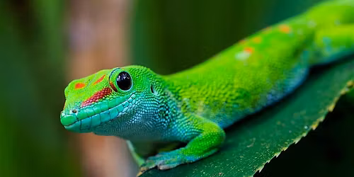 Burpee Museum's 2026  Summer Day Camp: Animal Trainer Lab June 22 - 26