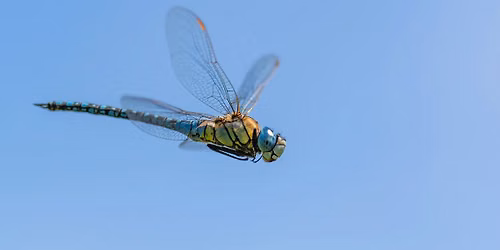 Hunting for Dragonflies