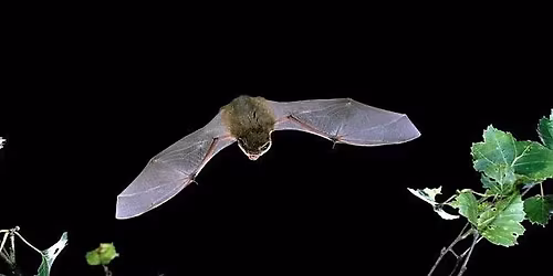Lordship Rec Bat Walk