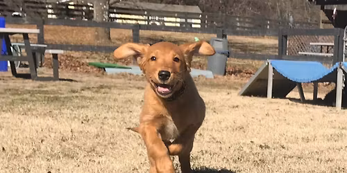 Puppy Social Hour