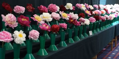 Peony Flower Show