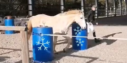 Concours Equifeel (de No\u00ebl)