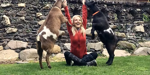 Goat Yoga at the Gamble House