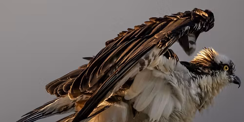 Bird Walk | Kachina Wetlands 