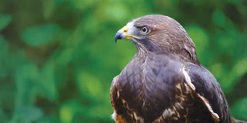 Birds of Prey Day
