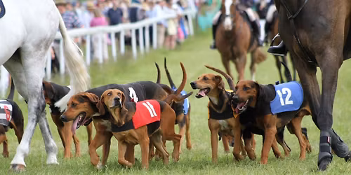 BERKS AND BUCKS DRAGHOUNDS POINT TO POINT