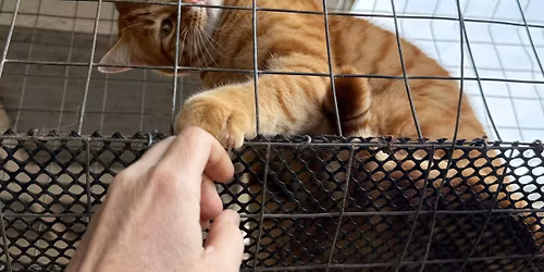 Busy Bee @ A Better Life Animal Sanctuary | Building a Cat Run Extension!\ud83d\udc31