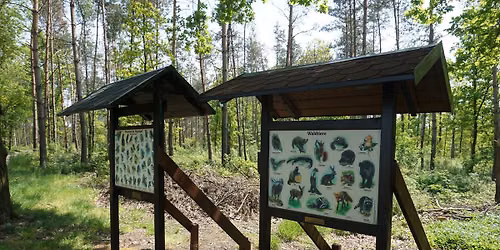 Freizeittour: Gef\u00fchrte Wanderung mit naturp\u00e4dagogischem Hintergrund im Karswald